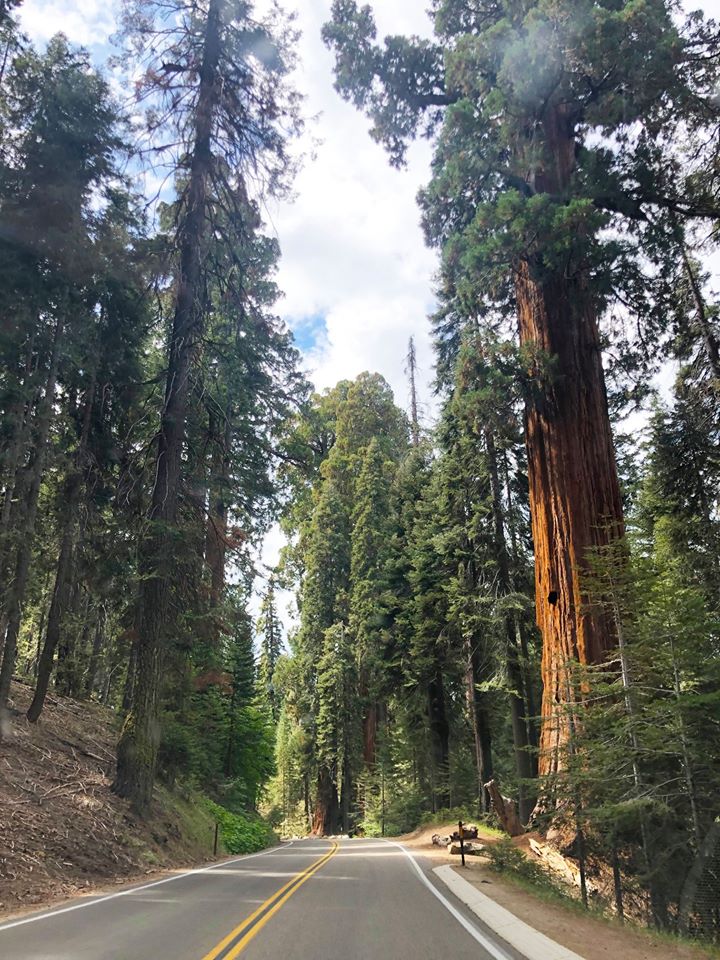 Image may contain: tree, sky, cloud, outdoor and nature