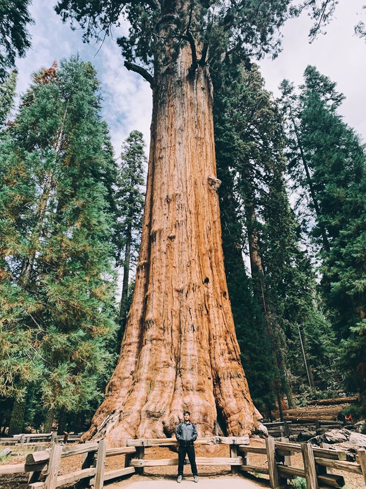 Image may contain: tree, sky, outdoor and nature